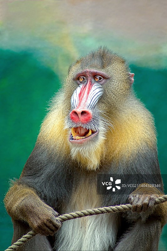 山魈的特写，印度尼西亚三宝垄图片素材