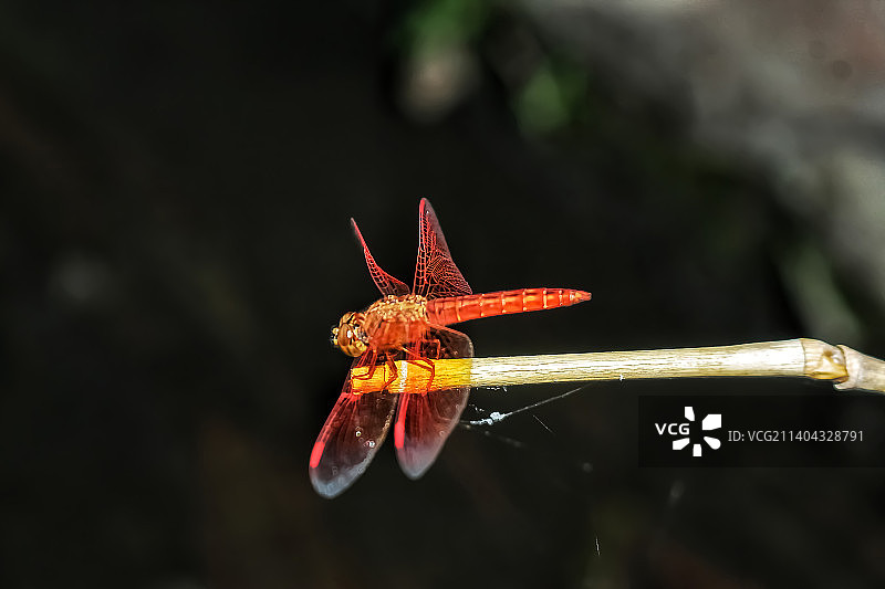 蜻蜓在植物上的特写图片素材