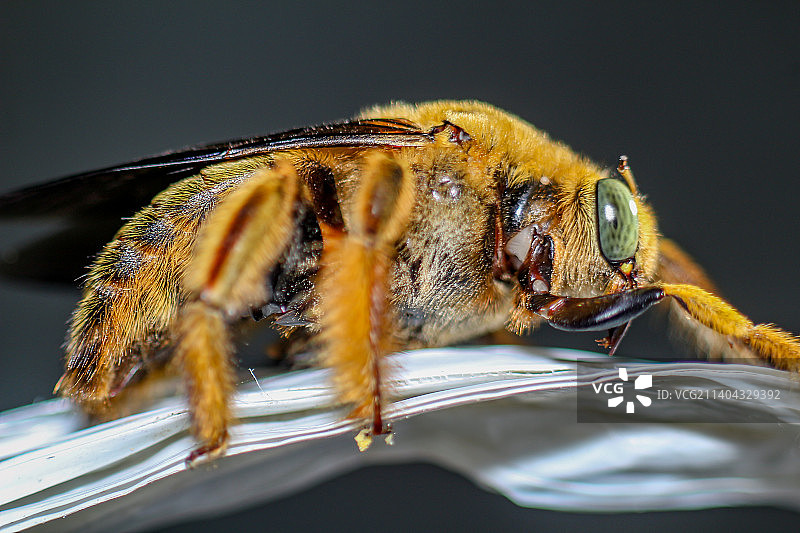 蜜蜂在黄花上的特写图片素材