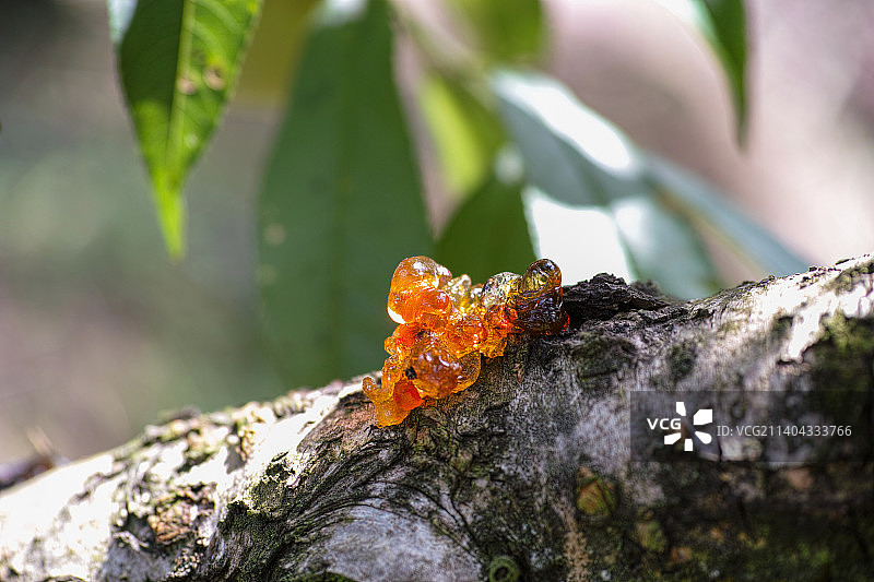 桃胶图片素材