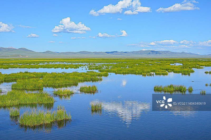 四川省阿坝州若尔盖热尔大坝草原花湖风景区水鸟、草甸和蓝天白云图片素材