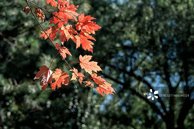 秋日红叶图片素材