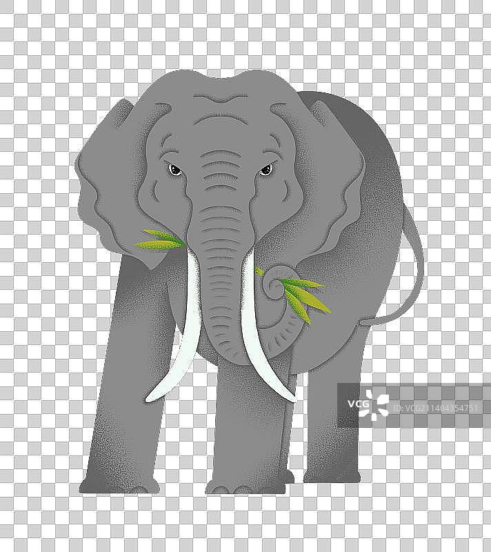 野生动物大象图片素材