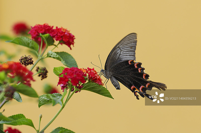 碧凤蝶采花授粉图片素材