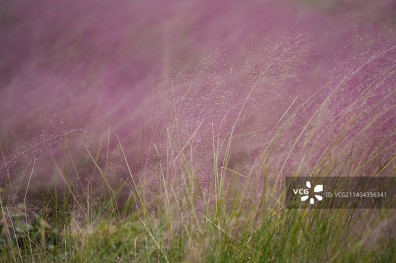 粉黛乱子草 Pink Muhly Grass in Fall图片素材