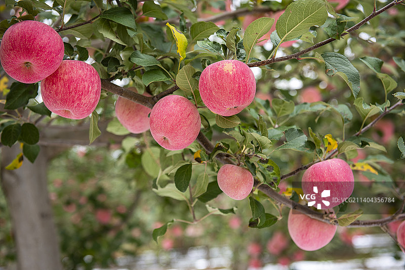 户外果园里的新鲜红苹果图片素材