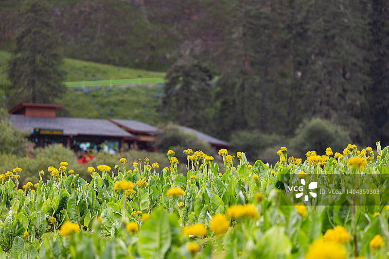 晴朗的天气，云南迪庆香格里拉普达措国家森林公园，森林草甸上盛开的黄色野花。图片素材