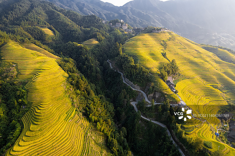 航拍桂林龙脊梯田秋天金色金黄稻田收割季节图片素材