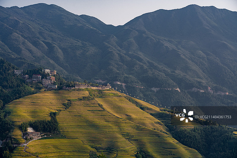 航拍桂林龙脊梯田秋天金色金黄稻田收割季节图片素材