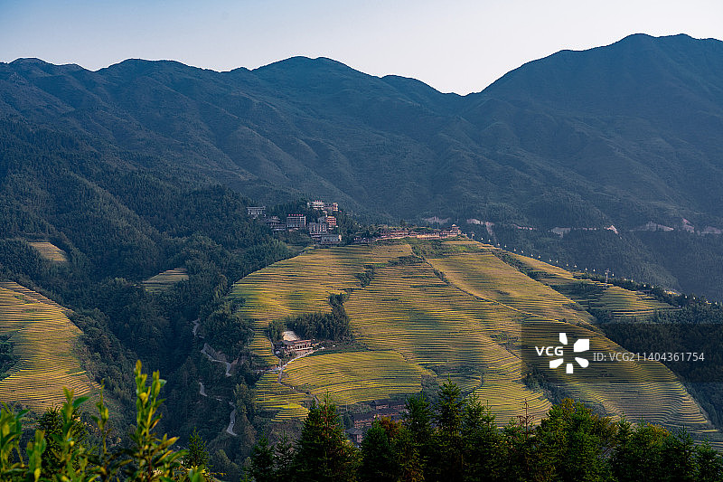 航拍桂林龙脊梯田秋天金色金黄稻田收割季节图片素材