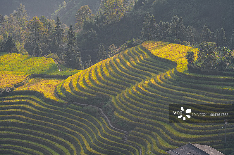 航拍桂林龙脊梯田秋天金色金黄稻田收割季节图片素材