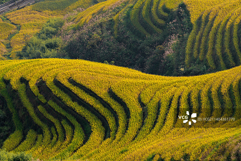 航拍桂林龙脊梯田秋天金色金黄稻田收割季节图片素材