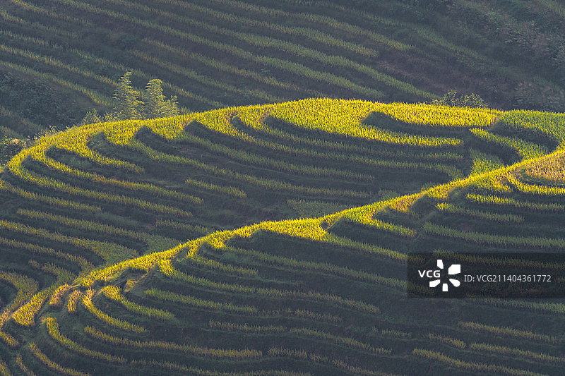 航拍桂林龙脊梯田秋天金色金黄稻田收割季节图片素材