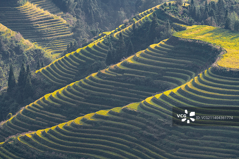 航拍桂林龙脊梯田秋天金色金黄稻田收割季节图片素材