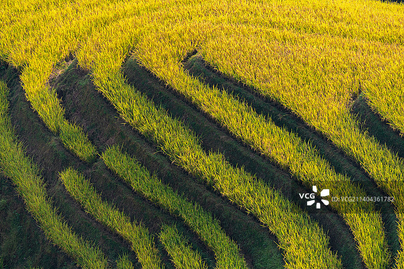 航拍桂林龙脊梯田秋天金色金黄稻田收割季节图片素材