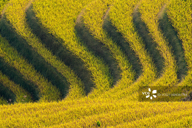 航拍桂林龙脊梯田秋天金色金黄稻田收割季节图片素材