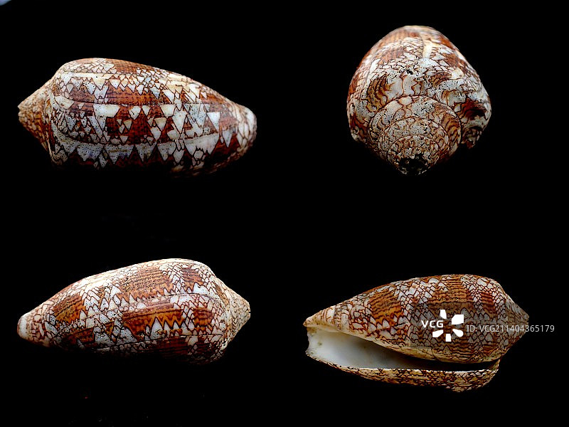 织绵芋螺图片素材