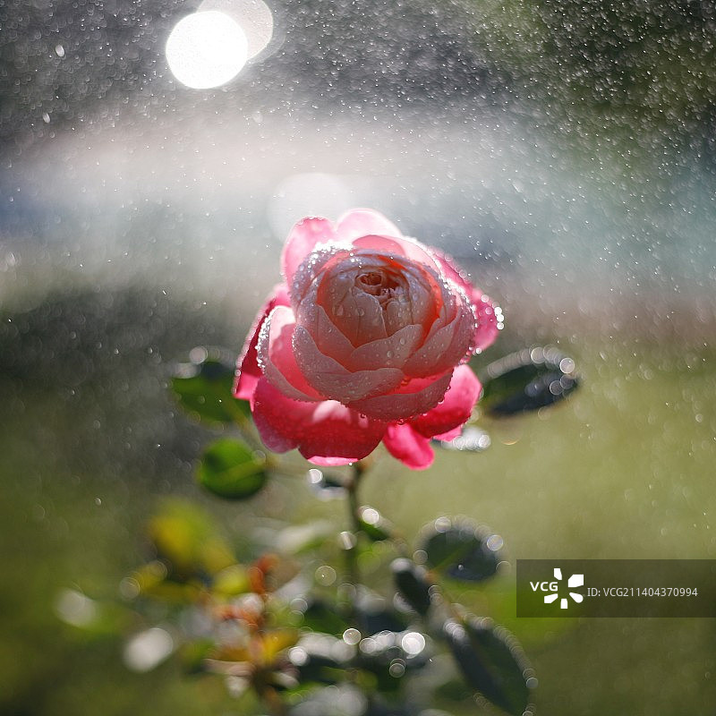 水中花图片素材