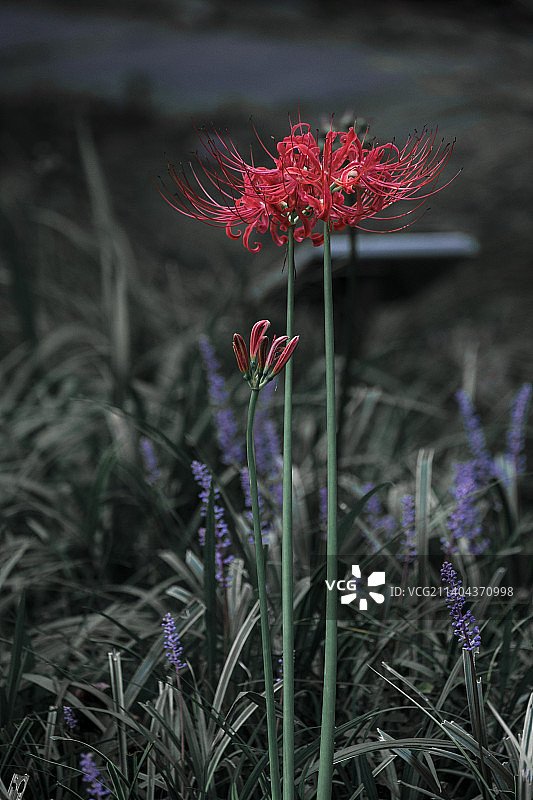 彼岸花图片素材