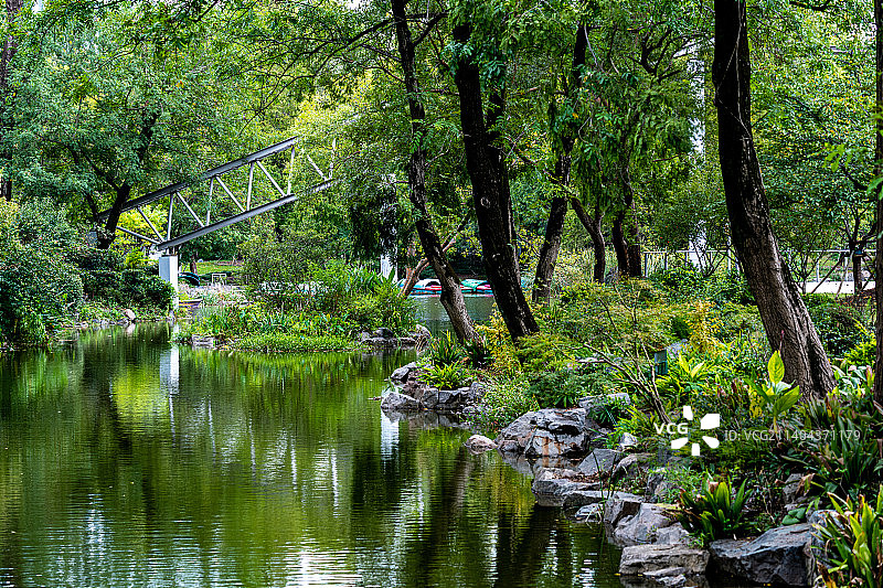 上海植物园河流植物自然景观图片素材