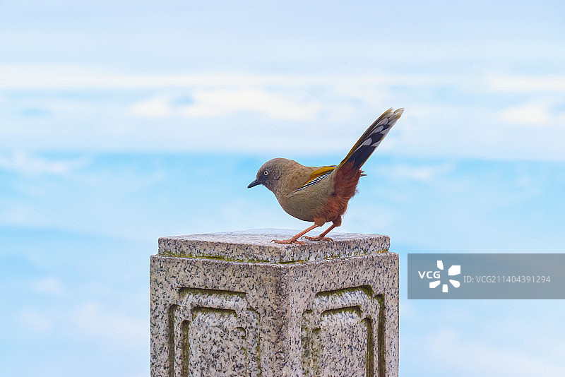 峨眉山 云海 鸟 麻雀 野生动物图片素材
