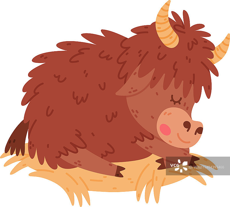 毛发浓密犄角可爱的牦牛图片素材