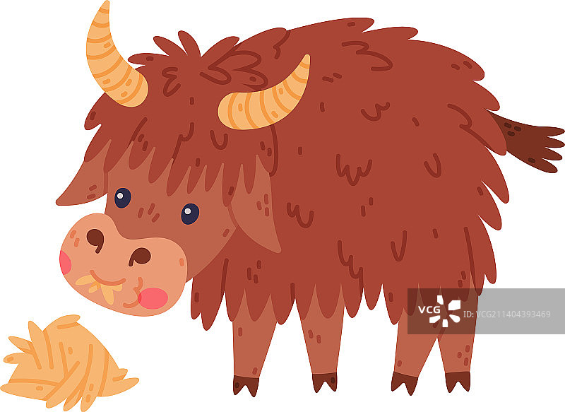 毛发浓密犄角可爱的牦牛图片素材