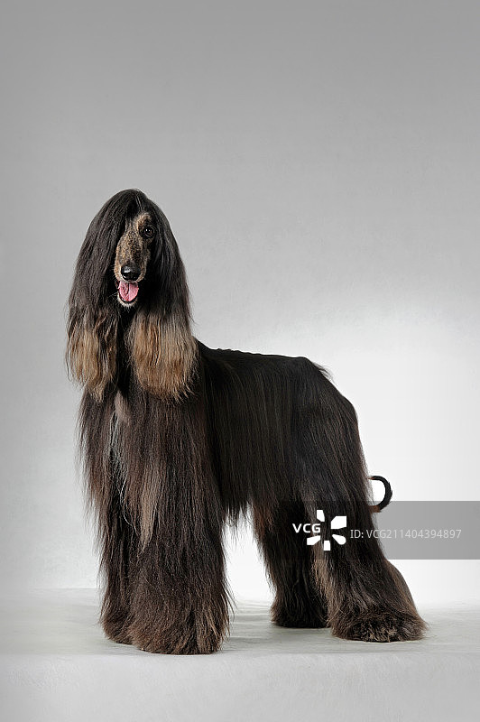 阿富汗猎犬图片素材