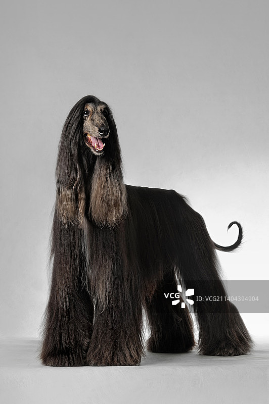 阿富汗猎犬图片素材