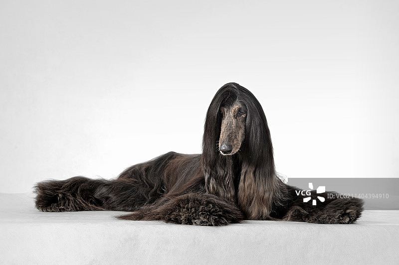 阿富汗猎犬图片素材