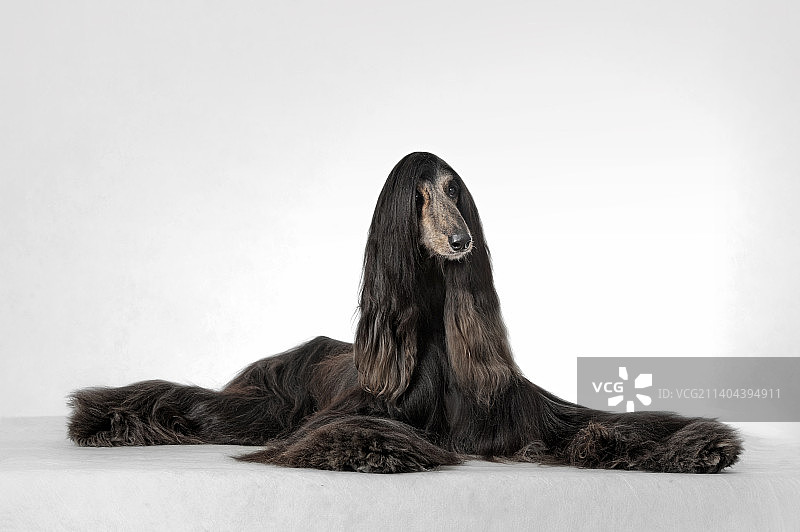 阿富汗猎犬图片素材