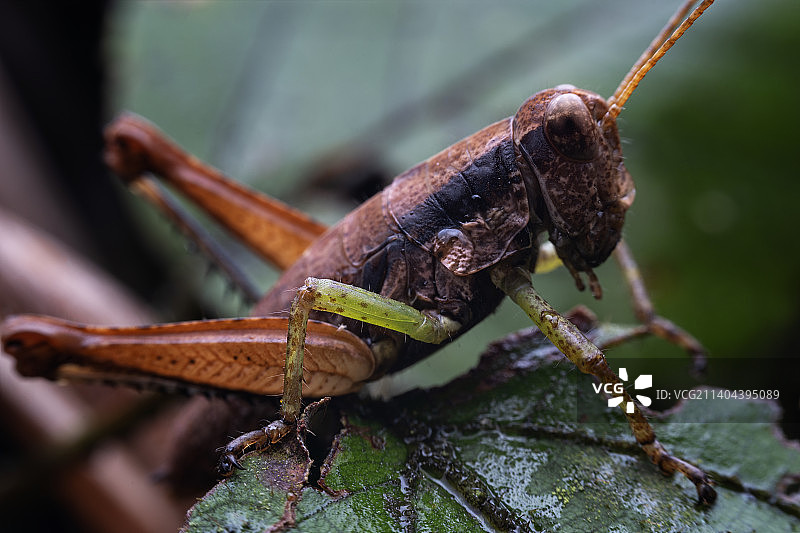 重庆四面山自然保护区昆虫-蝈蝈图片素材