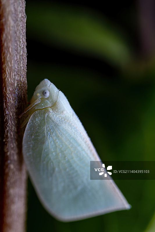 重庆四面山自然保护区昆虫-青蛾蜡蝉图片素材