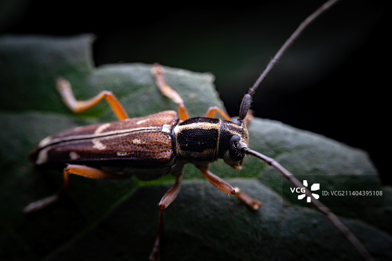 重庆四面山自然保护区昆虫-天牛图片素材