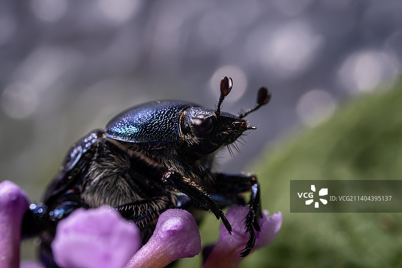 重庆四面山自然保护区昆虫-锹甲图片素材