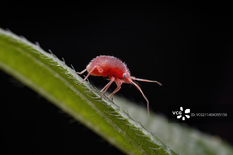 重庆四面山自然保护区昆虫-红蜘蛛图片素材