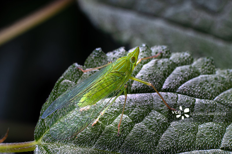 重庆四面山自然保护区昆虫-中野象腊蝉图片素材