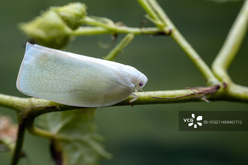 重庆四面山自然保护区昆虫-青蛾蜡蝉图片素材