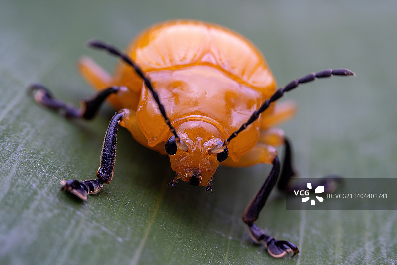 重庆四面山自然保护区昆虫-叶甲图片素材
