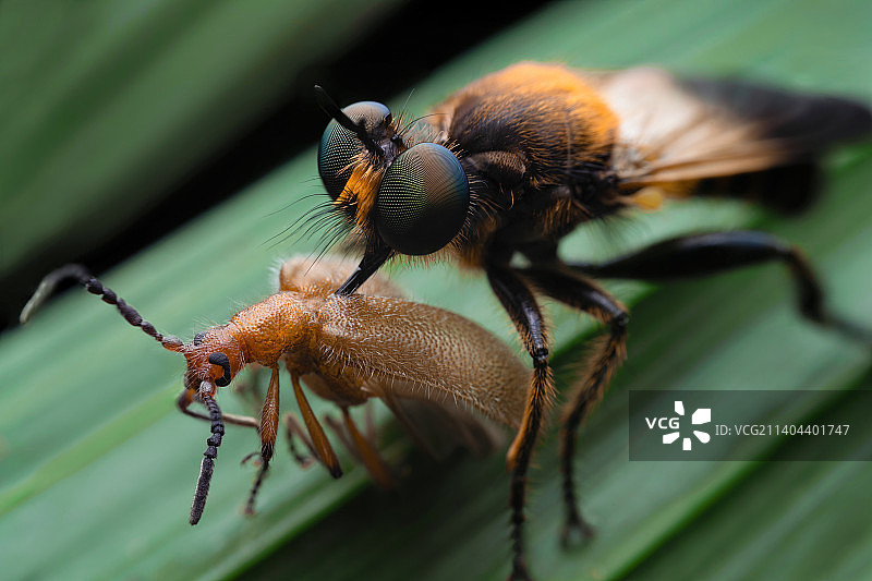 水虻猎杀天牛图片素材
