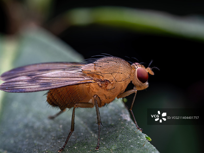 重庆四面山昆虫-果蝇图片素材