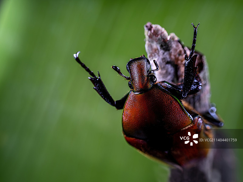 重庆四面山昆虫-金龟子图片素材