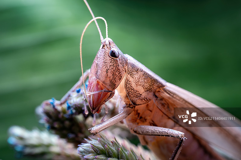 重庆四面山昆虫-蝈蝈图片素材