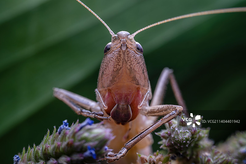 重庆四面山昆虫-蝈蝈图片素材