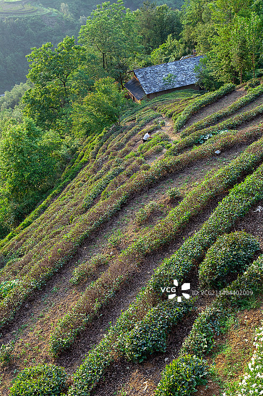 茶园风光图片素材