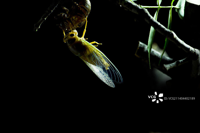 金蝉脱壳图片素材