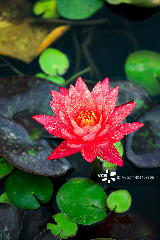 万维莎睡莲图片素材