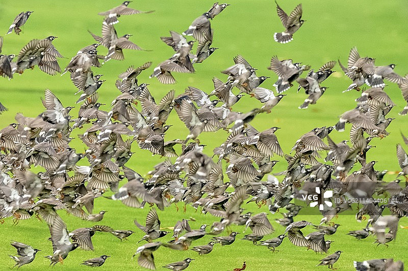 草坪上的鸟群图片素材