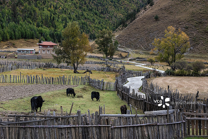 四川新都桥镇田园秋色图片素材