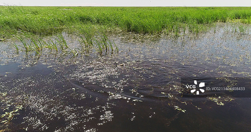 内蒙古达拉特旗：乌兰淖尔湿地公园中的飞鸟图片素材
